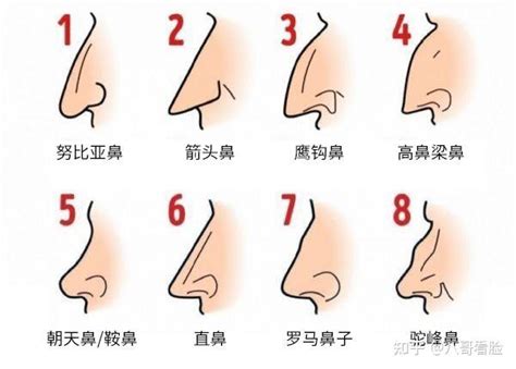 面相分析鼻子|十五种鼻型，你属于哪一种？